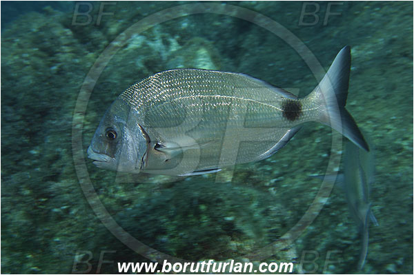 Port-Cros, France, Mediterranean sea, Diplodus sargus, Diplodus, Sparidae, White seabream, Seabream, Fish