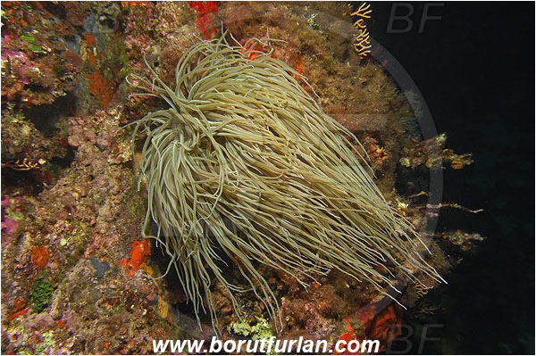 Port-Cros, France, Mediterranean sea, Anemonia sulcata, Anemonia, Actiniidae, Mediterranean snakelocks sea anemone, Anemone, Anthozoa, Cnidaria, Cnidarian