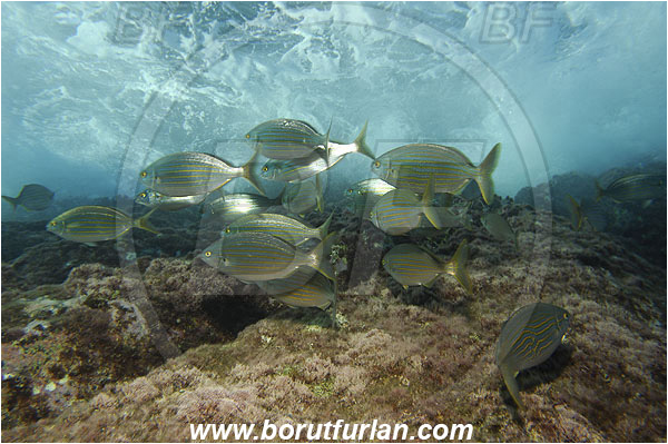 Port-Cros, France, Mediterranean sea, Sarpa salpa, Sarpa, Sparidae, Cow bream, Goldline, Bream, Fish, Juvenile, Fish school, Reef, Waves