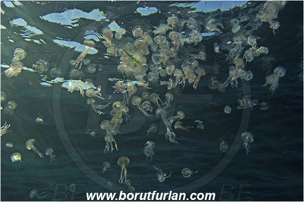 Port-Cros, France, Mediterranean sea, Pelagia noctiluca, Pelagia, Pelagiidae, Scyphozoa, Cnidaria, Cnidarian, Purple-striped jellyfish, Jellyfish, Group of jellyfish