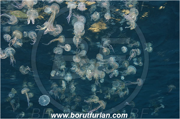 Port-Cros, France, Mediterranean sea, Pelagia noctiluca, Pelagia, Pelagiidae, Scyphozoa, Cnidaria, Cnidarian, Purple-striped jellyfish, Jellyfish, Group of jellyfish