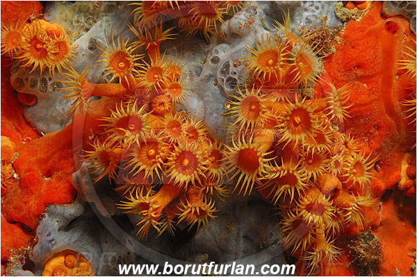 Ile de Porquerolles, France, Mediterranean sea, Parazoanthus axinellae, Parazoanthus, Parazoanthidae, Yellow cluster anemone, Anemone, Anthozoa, Cnidaria, Cnidarian, Abstract