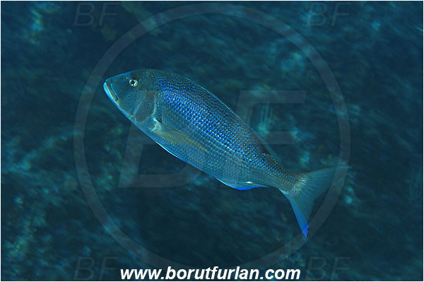 Ile de Porquerolles, France, Mediterranean sea, Dentex dentex, Dentex, Sparidae, Common dentex, Bream, Fish