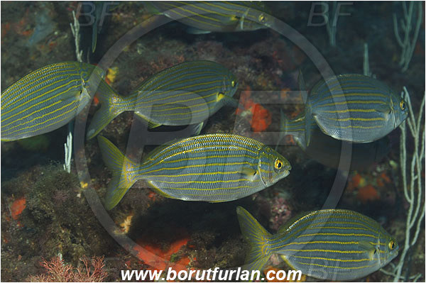 Ile de Porquerolles, France, Mediterranean sea, Sarpa salpa, Sarpa, Sparidae, Cow bream, Goldline, Bream, Fish, Fish school