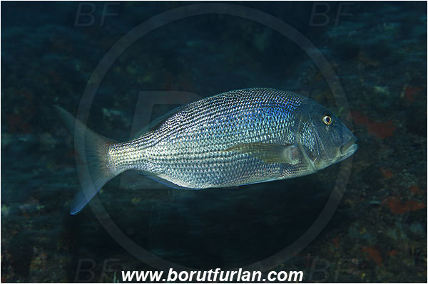 Ile de Porquerolles, France, Mediterranean sea, Dentex dentex, Dentex, Sparidae, Common dentex, Bream, Fish