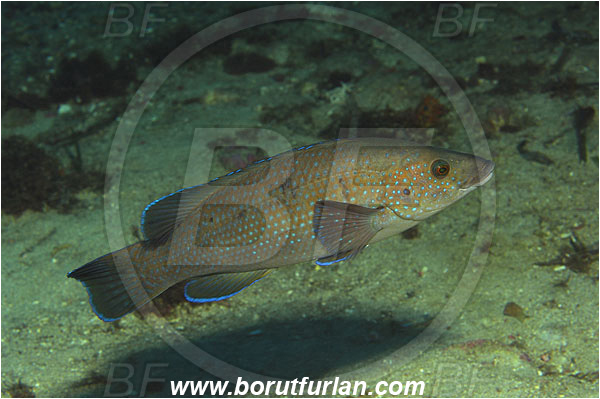 Ile de Porquerolles, France, Mediterranean sea, Labrus viridis, Labrus, Labridae, Green wrasse, Wrasse, Fish