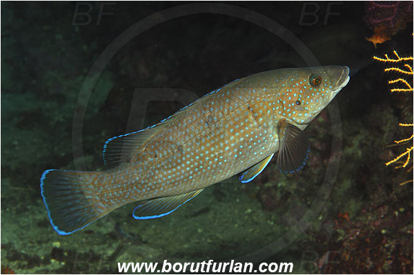 Ile de Porquerolles, France, Mediterranean sea, Labrus viridis, Labrus, Labridae, Green wrasse, Wrasse, Fish
