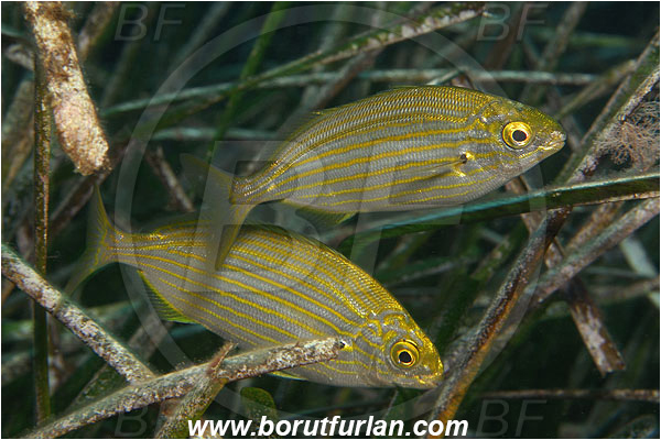 Ile de Porquerolles, France, Mediterranean sea, Sarpa salpa, Sarpa, Sparidae, Cow bream, Goldline, Bream, Fish