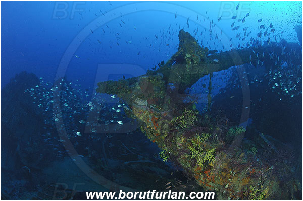 Ile de Porquerolles, France, Mediterranean sea, Wreck Le Donator, Wreck, Paramuricea clavata, Paramuricea, Plexauridae, Mediterranean gorgonian, Sea fan, Coral, Cnidaria, Cnidarian, Diplodus vulgaris, Diplodus, Sparidae, Common two-banded seabream, Seabream, Fish, Fish school