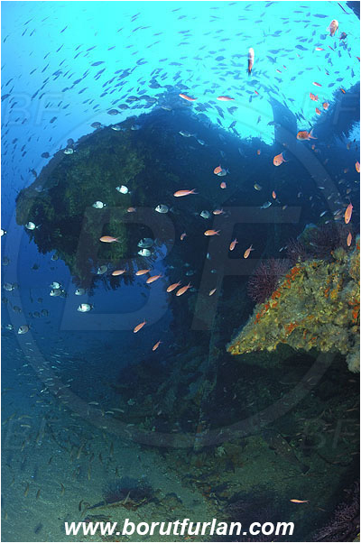 Ile de Porquerolles, France, Mediterranean sea, Wreck Le Donator, Wreck, Anthias anthias, Anthias, Serranidae, Swallowtail seaperch, Seaperch, Fish, Fish school