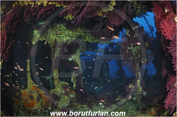 Ile de Porquerolles, France, Mediterranean sea, Wreck Le Donator, Wreck, Paramuricea clavata, Paramuricea, Plexauridae, Mediterranean gorgonian, Sea fan, Coral, Cnidaria, Cnidarian