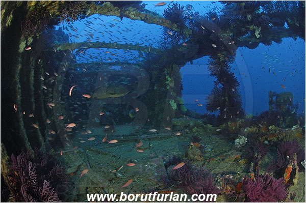 Ile de Porquerolles, France, Mediterranean sea, Wreck Le Donator, Wreck, Paramuricea clavata, Paramuricea, Plexauridae, Mediterranean gorgonian, Sea fan, Coral, Cnidaria, Cnidarian, Anthias anthias, Anthias, Serranidae, Swallowtail seaperch, Seaperch, Fish, Fish school