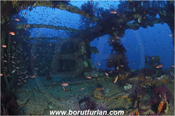 Ile de Porquerolles, France, Mediterranean sea, Wreck Le Donator, Wreck, Paramuricea clavata, Paramuricea, Plexauridae, Mediterranean gorgonian, Sea fan, Coral, Cnidaria, Cnidarian, Anthias anthias, Anthias, Serranidae, Swallowtail seaperch, Seaperch, Fish, Fish school