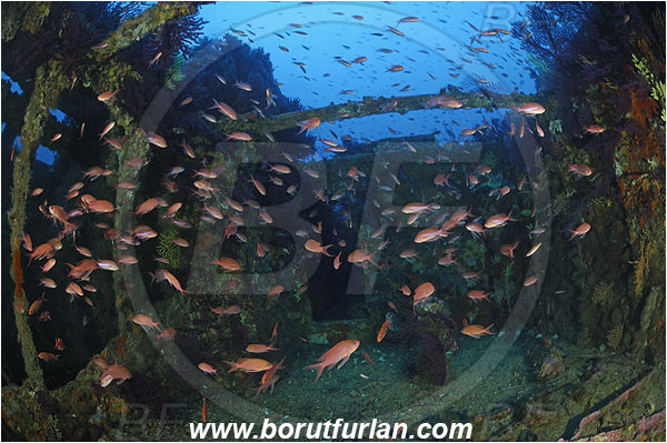 Ile de Porquerolles, France, Mediterranean sea, Wreck Le Donator, Wreck, Paramuricea clavata, Paramuricea, Plexauridae, Mediterranean gorgonian, Sea fan, Coral, Cnidaria, Cnidarian, Anthias anthias, Anthias, Serranidae, Swallowtail seaperch, Seaperch, Fish, Fish school