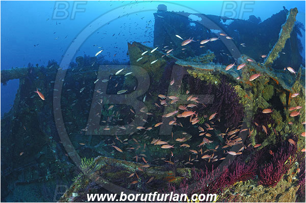 Ile de Porquerolles, France, Mediterranean sea, Wreck Le Donator, Wreck, Paramuricea clavata, Paramuricea, Plexauridae, Mediterranean gorgonian, Sea fan, Coral, Cnidaria, Cnidarian, Anthias anthias, Anthias, Serranidae, Swallowtail seaperch, Seaperch, Fish, Fish school