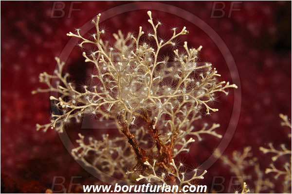 Ile de Porquerolles, France, Mediterranean sea, Eudendrium sp., Eudendrium, Eudendriidae, Hydrozoa, Cnidaria, Cnidarian, Hydroid