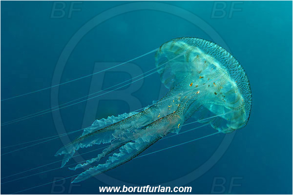 Ile de Porquerolles, France, Mediterranean sea, Pelagia noctiluca, Pelagia, Pelagiidae, Scyphozoa, Cnidaria, Cnidarian, Purple-striped jellyfish, Jellyfish