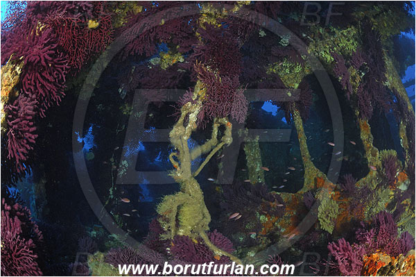 Ile de Porquerolles, France, Mediterranean sea, Wreck Le Donator, Wreck, Paramuricea clavata, Paramuricea, Plexauridae, Mediterranean gorgonian, Sea fan, Coral, Cnidaria, Cnidarian
