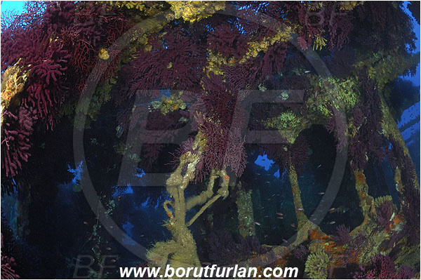 Ile de Porquerolles, France, Mediterranean sea, Wreck Le Donator, Wreck, Paramuricea clavata, Paramuricea, Plexauridae, Mediterranean gorgonian, Sea fan, Coral, Cnidaria, Cnidarian