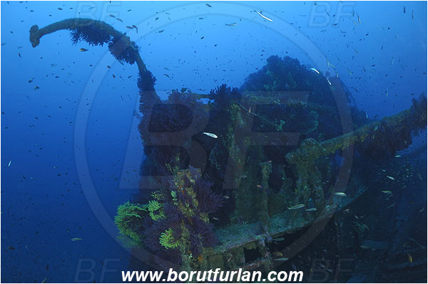 Ile de Porquerolles, France, Mediterranean sea, Wreck Le Donator, Wreck, Paramuricea clavata, Paramuricea, Plexauridae, Mediterranean gorgonian, Sea fan, Coral, Cnidaria, Cnidarian