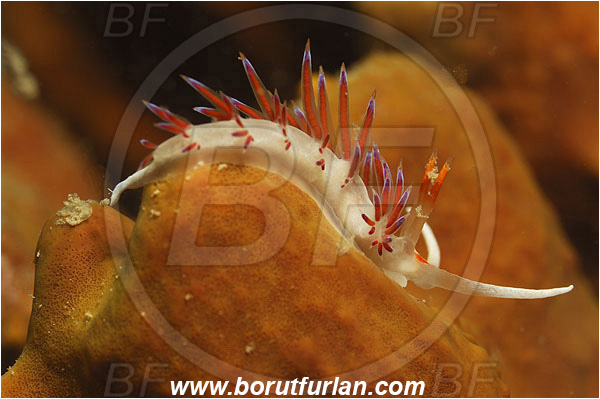 Piran, Slovenia, Adriatic sea, Mediterranean sea, Cratena peregrina, Cratena, Facelinidae, Tricolor nudibranch, Nudibranch, Sea slug, Gastropoda, Mollusca
