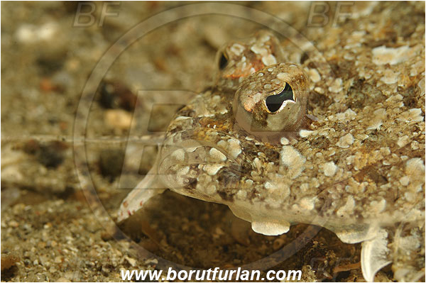 Piran, Slovenia, Adriatic sea, Mediterranean sea, Arnoglossus sp., Arnoglossus, Bothidae, Mediterranean scaldfish, Scaldfish, Fish, Portrait