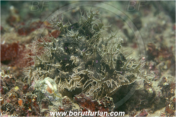 Piran, Slovenia, Adriatic sea, Mediterranean sea, Bursatella leachi, Bursatella, Aplysiidae, Shaggy sea hare, Ragged sea hare, Sea hare, Nudibranch, Sea slug, Gastropoda, Mollusca