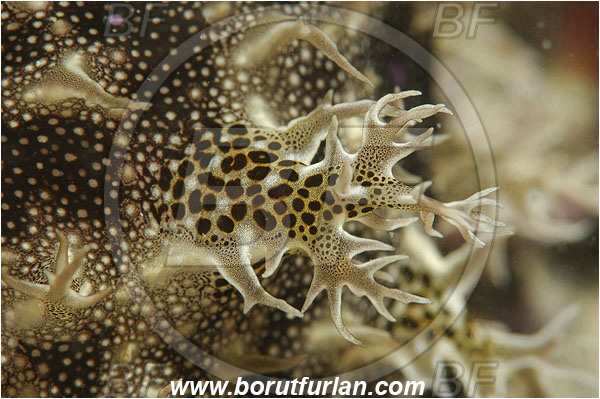 Piran, Slovenia, Adriatic sea, Mediterranean sea, Bursatella leachi, Bursatella, Aplysiidae, Shaggy sea hare, Ragged sea hare, Sea hare, Nudibranch, Sea slug, Gastropoda, Mollusca, Abstract