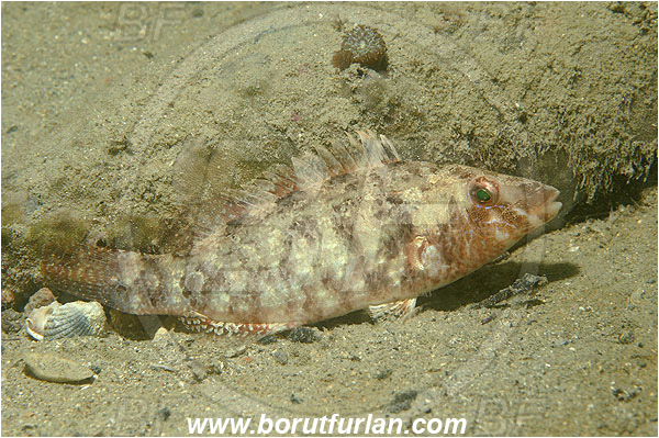 Piran, Slovenia, Adriatic sea, Mediterranean sea, Symphodus cinereus, Symphodus, Labridae, Gray wrasse, Wrasse, Fish