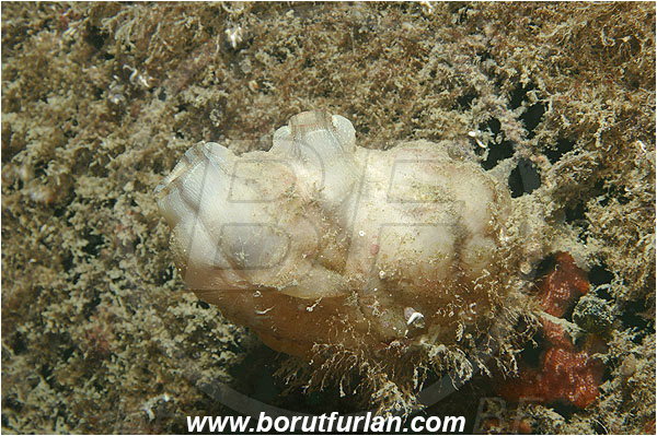 Piran, Slovenia, Adriatic sea, Mediterranean sea, Styela adriatica, Styela, Styelidae, Sea squirt, Ascidiacea, Tunicata, Tunicate