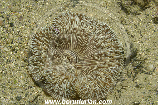 Piran, Slovenia, Adriatic sea, Mediterranean sea, Cereus pedunculatus, Cereus, Sagartiidae, Daisy anemone, Anemone, Anthozoa, Cnidaria, Cnidarian