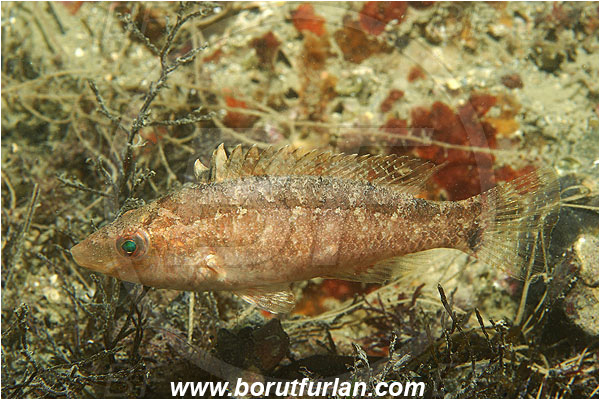 Piran, Slovenia, Adriatic sea, Mediterranean sea, Symphodus cinereus, Symphodus, Labridae, Gray wrasse, Wrasse, Fish