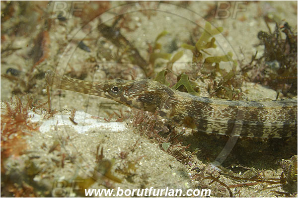 Piran, Slovenia, Adriatic sea, Mediterranean sea, Syngnathus sp., Syngnathus, Syngnathidae, Pipefish, Fish, Portrait