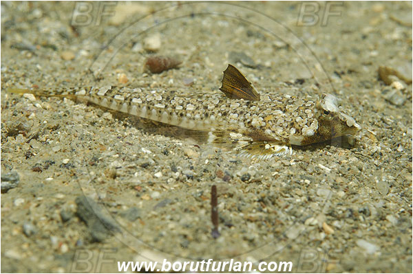 Piran, Slovenia, Adriatic sea, Mediterranean sea, Callionymus pusillus, Callionymus, Callionymidae, Sailfin dragonet, Dragonet, Fish