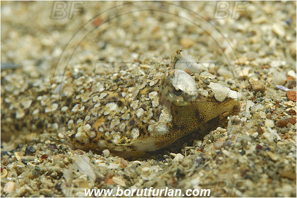Piran, Slovenia, Adriatic sea, Mediterranean sea, Callionymus pusillus, Callionymus, Callionymidae, Sailfin dragonet, Dragonet, Fish, Portrait