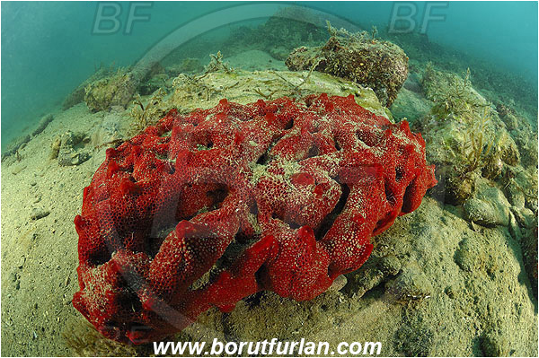 Piran, Slovenia, Adriatic sea, Mediterranean sea, Phorbas fictitious, Phorbas, Hymedesmiidae, Red encrusting sponge, Sponge, Porifera, Reef