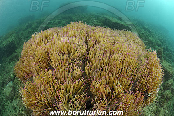 Piran, Slovenia, Adriatic sea, Mediterranean sea, Anemonia sulcata, Anemonia, Actiniidae, Mediterranean snakelocks sea anemone, Anemone, Anthozoa, Cnidaria, Cnidarian, Reef