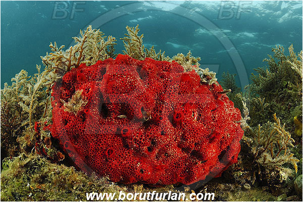 Piran, Slovenia, Adriatic sea, Mediterranean sea, Phorbas fictitious, Phorbas, Hymedesmiidae, Red encrusting sponge, Sponge, Porifera, Reef