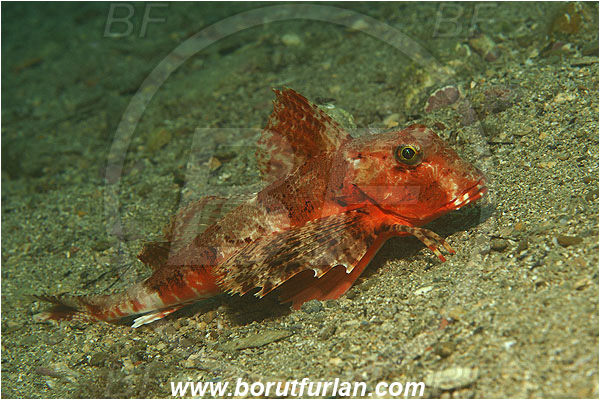 Piran, Slovenia, Adriatic sea, Mediterranean sea, Chelidonichthys lastoviza, Chelidonichthys, Triglidae, Streaked gurnard, Gurnard, Fish