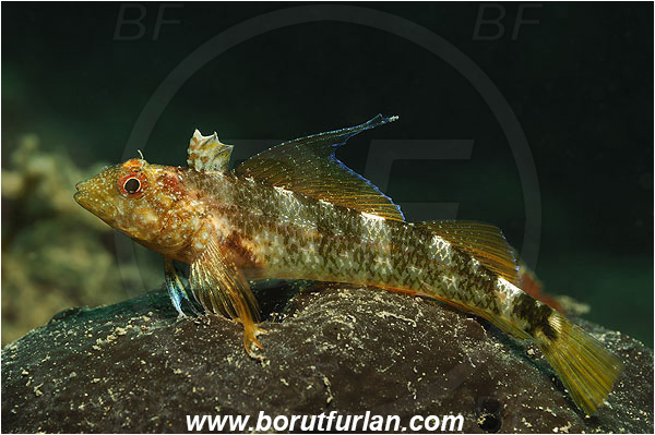 Piran, Slovenia, Adriatic sea, Mediterranean sea, Tripterygion tripteronotum, Tripterygion, Tripterygiidae, Red-black triplefin, Triplefin, Fish, Female