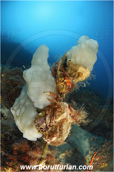 Island Pag, Croatia, Adriatic sea, Mediterranean sea, Phallusia mammillata, Phallusia, Ascidiidae, White warty sea squirt, Sea squirt, Ascidiacea, Tunicata, Tunicate, Reef