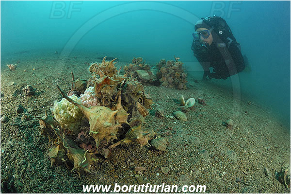 Fiesa, Slovenia, Adriatic sea, Mediterranean sea, Bolinus brandaris, Bolinus, Muricidae, Purple dye murex, Spiny dye-murex, Murex, Sea snail, Gastropoda, Mollusca, Mollusc, Group, Mating, Reef, Sand, Eggs, Diver