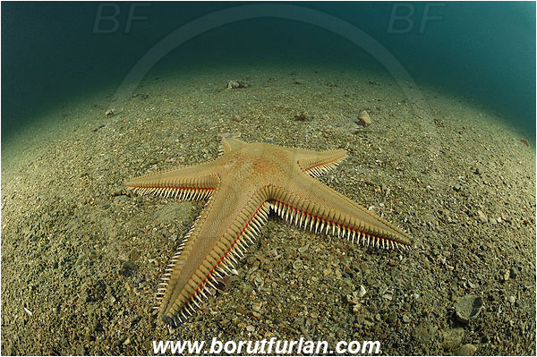 Piran, Slovenia, Adriatic sea, Mediterranean sea, Astropecten aranciacus, Astropecten, Astropectinidae, Orange comb starfish, Strafish, Asteroidea, Echinodermata, Echinoderm, Sand