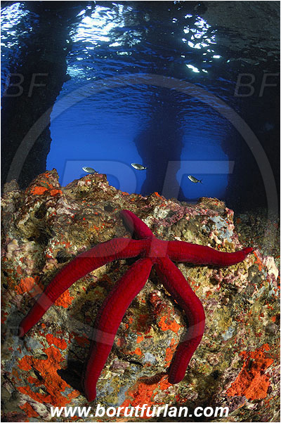 Island Vis, Croatia, Adriatic sea, Mediterranean sea, Reef, Cave, Pillar, Rocks, Diver, Ophidiaster ophidianus, Ophidiaster, Ophidiasteridae, Purple starfish, Strafish, Asteroidea, Echinodermata, Echinoderm
