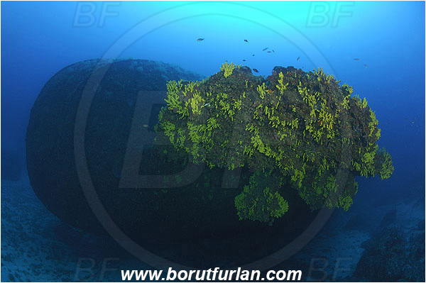 Island Vis, Croatia, Adriatic sea, Mediterranean sea, Wreck Brioni, Wreck, Brioni, Stern, Aplysina aerophoba, Aplysina, Aplysinidae, Yellow Tube Sponge, Golden Sponge, Sponge, Porifera