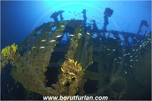 Island Vis, Croatia, Adriatic sea, Mediterranean sea, Wreck Brioni, Wreck, Brioni, Fish school