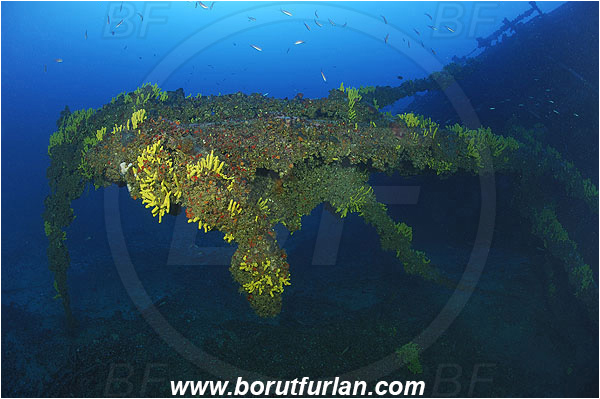 Island Vis, Croatia, Adriatic sea, Mediterranean sea, Wreck Brioni, Wreck, Brioni, Aplysina aerophoba, Aplysina, Aplysinidae, Yellow Tube Sponge, Golden Sponge, Sponge, Porifera