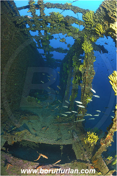 Island Vis, Croatia, Adriatic sea, Mediterranean sea, Wreck Brioni, Wreck, Brioni, Aplysina aerophoba, Aplysina, Aplysinidae, Yellow Tube Sponge, Golden Sponge, Sponge, Porifera