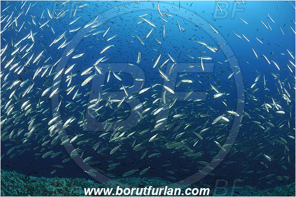 Island Hvar, Croatia, Adriatic sea, Mediterranean sea, Boops boops, Boops, Sparidae, Bogue, Seabream, Fish, Fish school, Reef