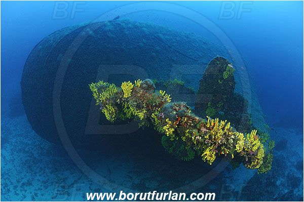 Island Vis, Croatia, Adriatic sea, Mediterranean sea, Wreck Brioni, Wreck, Brioni, Stern, Aplysina aerophoba, Aplysina, Aplysinidae, Yellow Tube Sponge, Golden Sponge, Sponge, Porifera